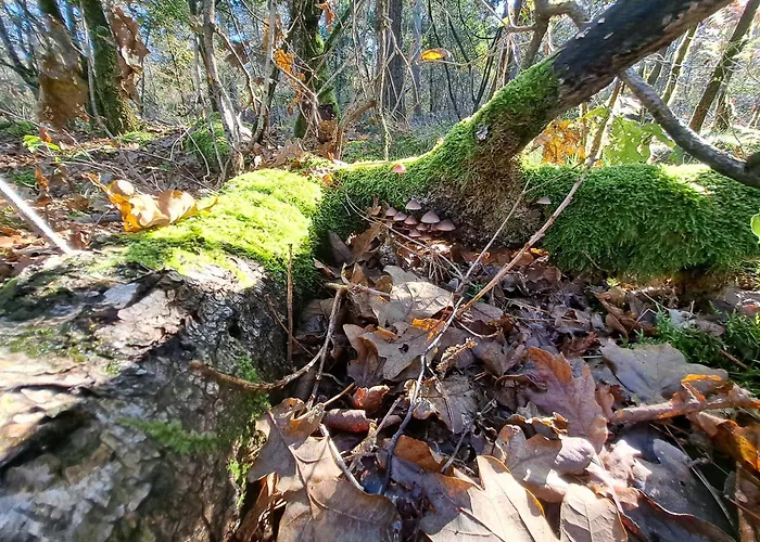 Boshuisje Op De Schatberg 샬레 세벤눔